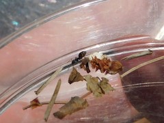 Tapinoma