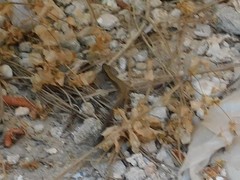 Ablepharus rueppellii