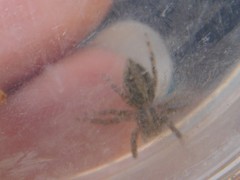 Plexippus