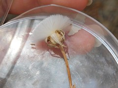 Urospermum picroides