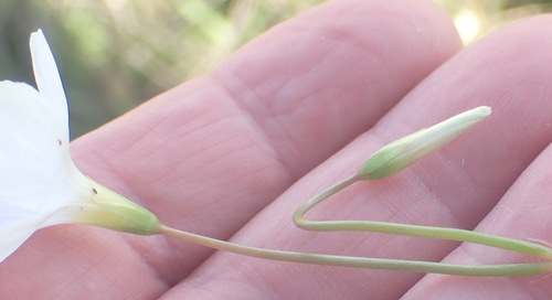 Image of Oxalis stellata by (c) Nicola van Berkel, some rights reserved (CC BY-SA)