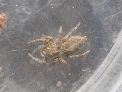 Plexippus