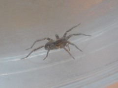 Alopecosa albofasciata