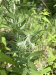 Lithospermum molle