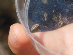 Coccinella septempunctata