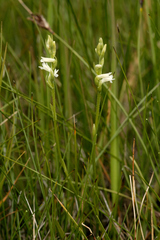 Spiranthes aestivalis