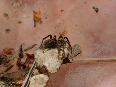 Alopecosa albofasciata