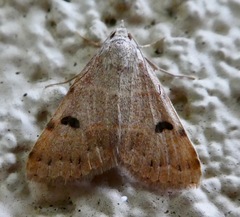 Hemeroplanis historialis