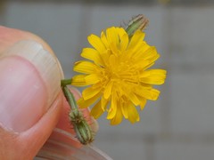 Crepis aspera