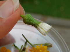 Sonchus oleraceus
