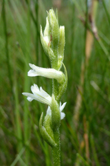 Spiranthes aestivalis