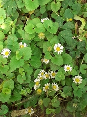 Bellis perennis