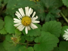 Bellis perennis