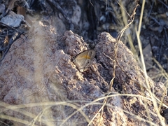 Cissia rubricata cheneyorum