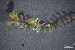 Scapania undulata
