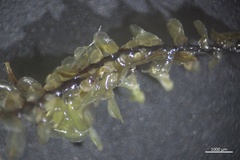 Scapania undulata