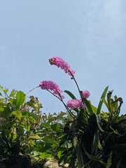 Aerides multiflora