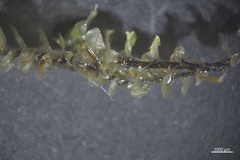 Scapania undulata