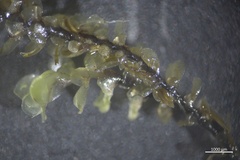 Scapania undulata
