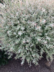 Salix integra