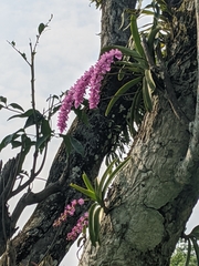 Aerides multiflora