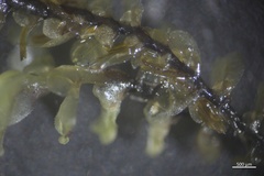 Scapania undulata