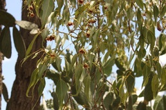 Brachychiton populneus populneus