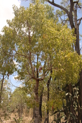 Brachychiton populneus populneus