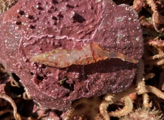 Eualus fabricii