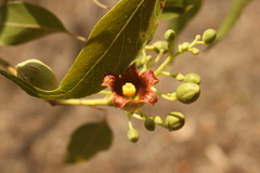 Brachychiton populneus populneus