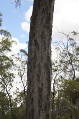 Brachychiton populneus populneus