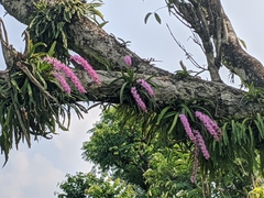 Aerides multiflora