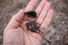 Brachychiton populneus populneus