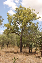 Brachychiton populneus populneus