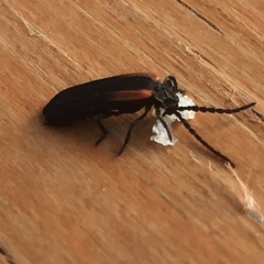 Greenarus thoracicus