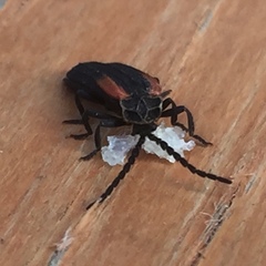 Greenarus thoracicus