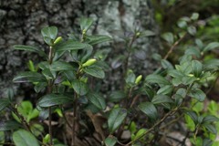 Vaccinium vitis-idaea