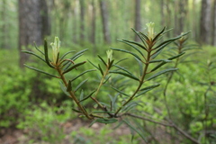 Rhododendron tomentosum