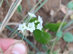 Commicarpus plumbagineus