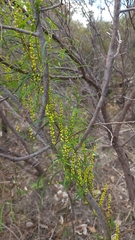 Dioscorea hastifolia
