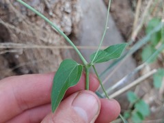 Commicarpus plumbagineus