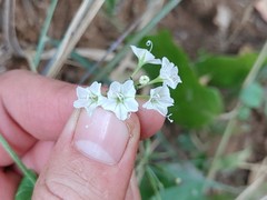 Commicarpus plumbagineus
