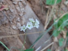 Commicarpus plumbagineus