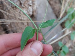 Commicarpus plumbagineus