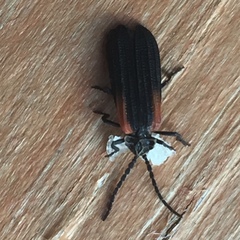 Greenarus thoracicus