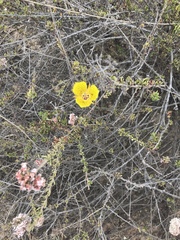 Calochortus weedii