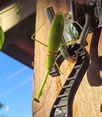 Stagmatoptera binotata