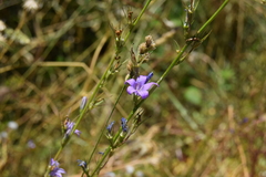 Campanula rapunculus