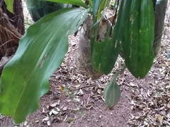 Catasetum fimbriatum