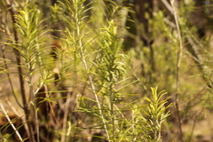 Cassinia laevis